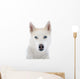 siberian husky 