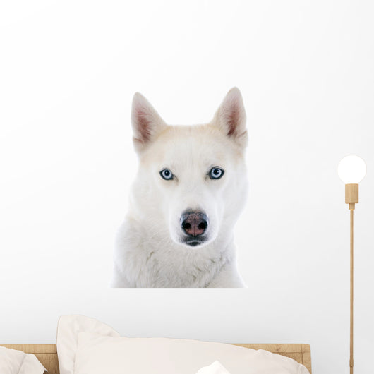 siberian husky 