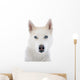 siberian husky 