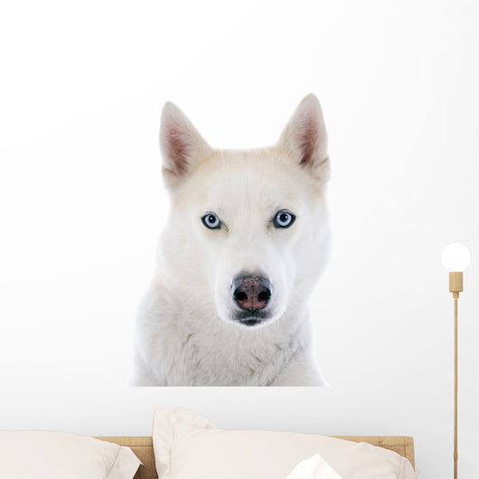 siberian husky 