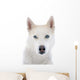 siberian husky 