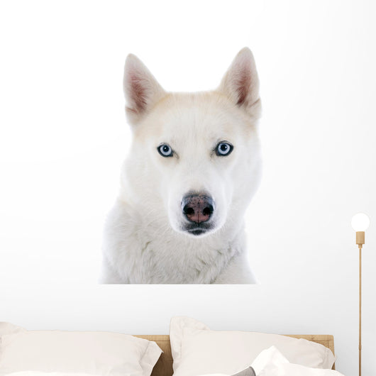 siberian husky 