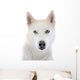 siberian husky 