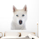 siberian husky 