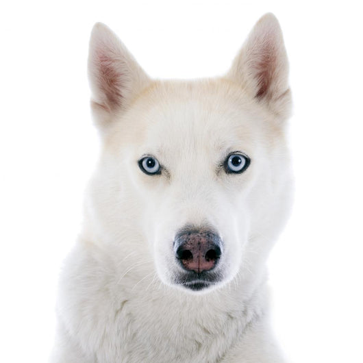 siberian husky 