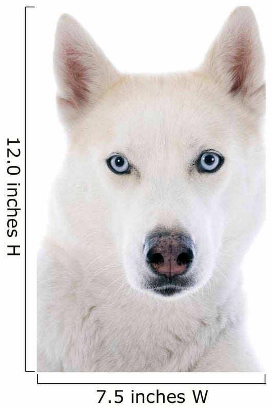 siberian husky 