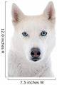 siberian husky 