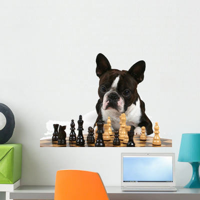 Boston Terrier Playing Game Wall Mural shown on a wall