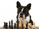 a boston terrier playing a game of chess Wall Mural