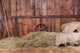 Wood and hay background 