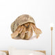Crawling Hermit Crab Wall Decal