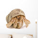 Crawling Hermit Crab Wall Decal