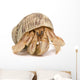 Crawling Hermit Crab Wall Decal