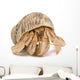 Crawling Hermit Crab Wall Decal