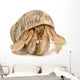Crawling Hermit Crab Wall Decal