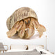 Crawling Hermit Crab Wall Decal