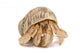 Crawling Hermit Crab Wall Decal