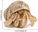 Crawling Hermit Crab Wall Decal