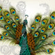 Fancy Detail Peacock Wall Mural