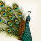 Detailed Peacock Wall Mural