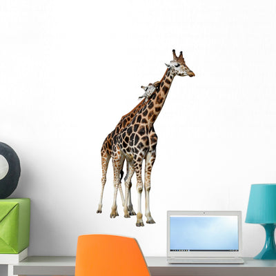 Loving Giraffes White shown on a wall