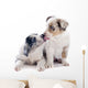 Puppy Border Collie Wall Decal