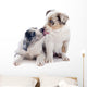 Puppy Border Collie Wall Decal