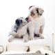 Puppy Border Collie Wall Decal
