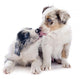 Puppy Border Collie Wall Decal