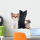 Three Little Dogs 