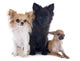 Three Little Dogs 