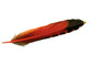 Orange Colored Feather of a Flicker Bird Wall Decal