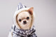 Puppy Coat Wall Decal