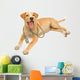 Cute Healthy Puppy with a Stethoscope 