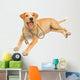 Cute Healthy Puppy with a Stethoscope 