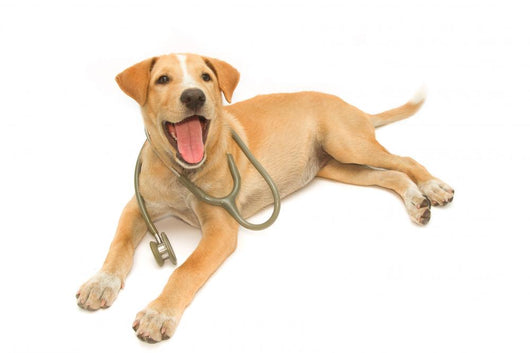 Cute Healthy Puppy with a Stethoscope 