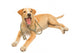 Cute Healthy Puppy with a Stethoscope 