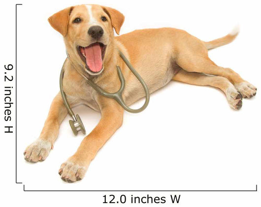 Cute Healthy Puppy with a Stethoscope 