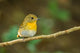 Front Side Portrait of  Hill Blue Flycatcher (cyornis Banyumas 