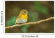 Front Side Portrait of  Hill Blue Flycatcher (cyornis Banyumas 