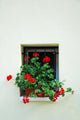 Window with flower on the white wall 