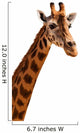 Giraffe Head Isolated 