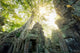 Temple Ta Prohm Cambodge Siem Reap 
