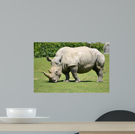 White rhinoceros grazing grass 