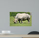 White rhinoceros grazing grass 