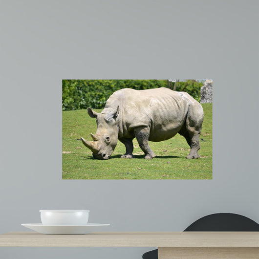 White rhinoceros grazing grass 