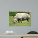 White rhinoceros grazing grass 