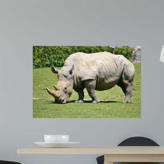 White rhinoceros grazing grass 