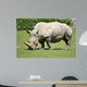 White rhinoceros grazing grass 