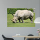 White rhinoceros grazing grass 